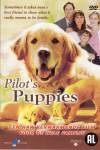 Pilots Puppies